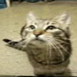 j1gggs - the cat from ipanema