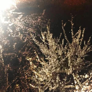 Rory in early 20s - リサがいない。